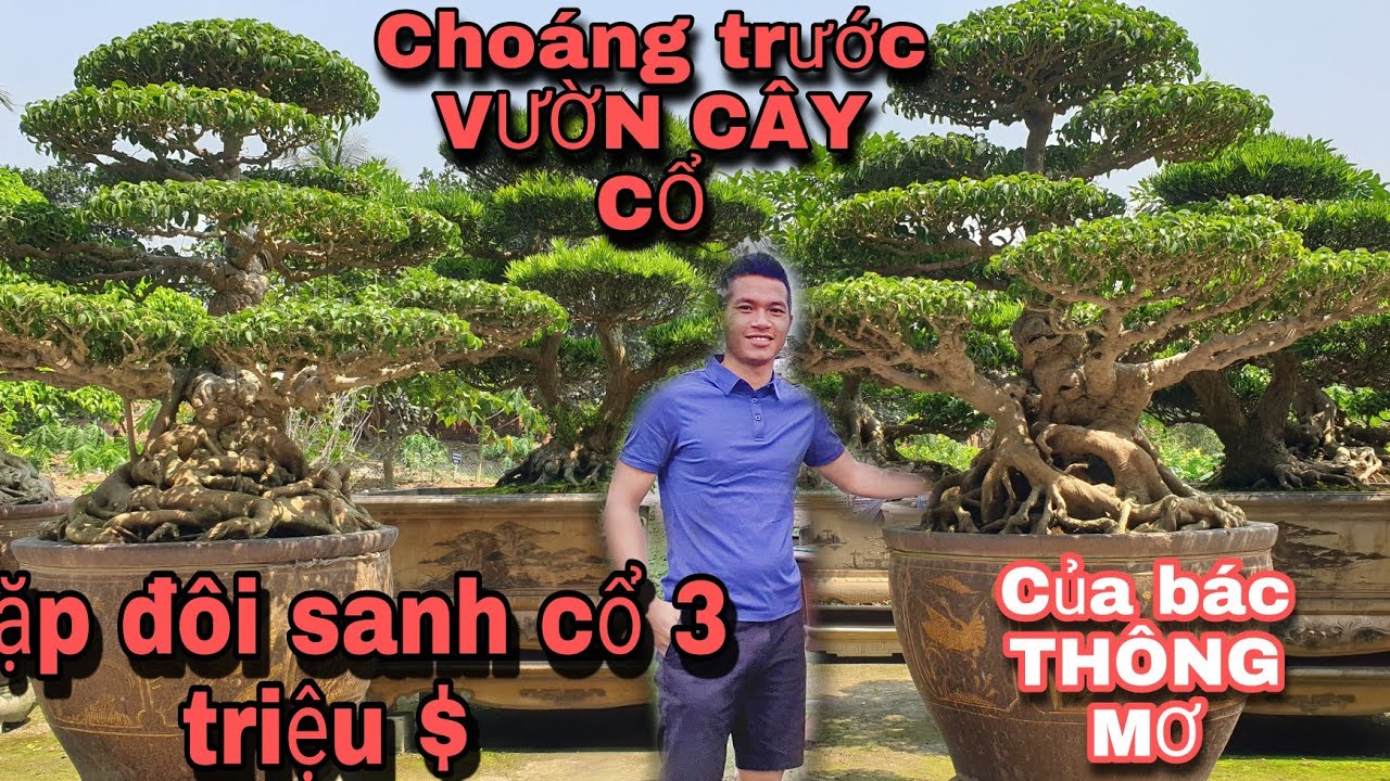VƯỜN cây Trăm Tỷ của Bác THÔNG MƠ.Choáng khi xem đến cặp đôi và cặp 3 SANH CỔ có giá trị 6 triệu$