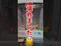 【破壊💣】購入したクレーンゲームのおもちゃが壊れたので交換品を開封しながら質問に答える #UFOキャッチャー #確率機 #クレーンゲーム