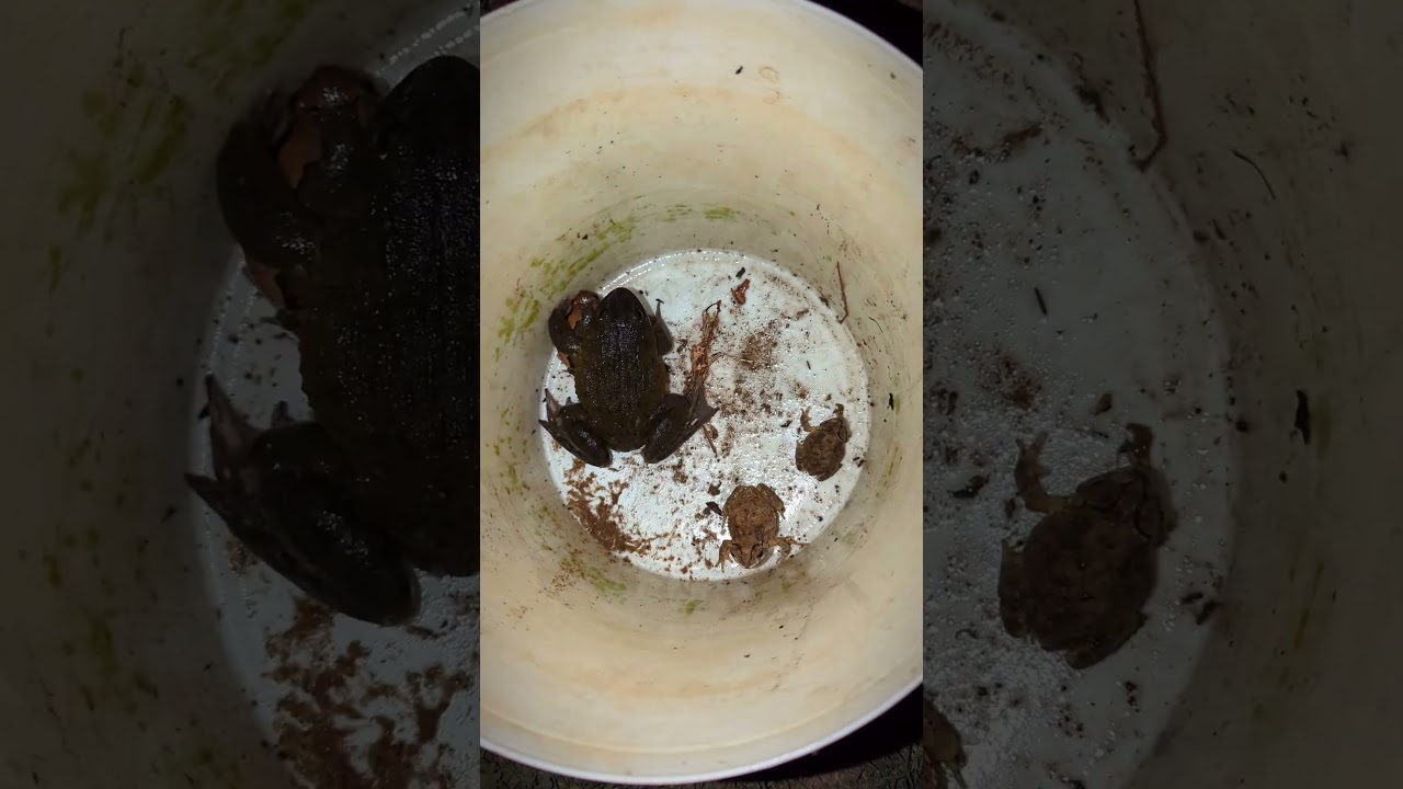 Catching a froggy wants to laugh | Catch the last froggy Hahaha | Catching Frogs funny