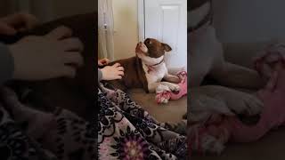Lucy really wants her butt scratched.