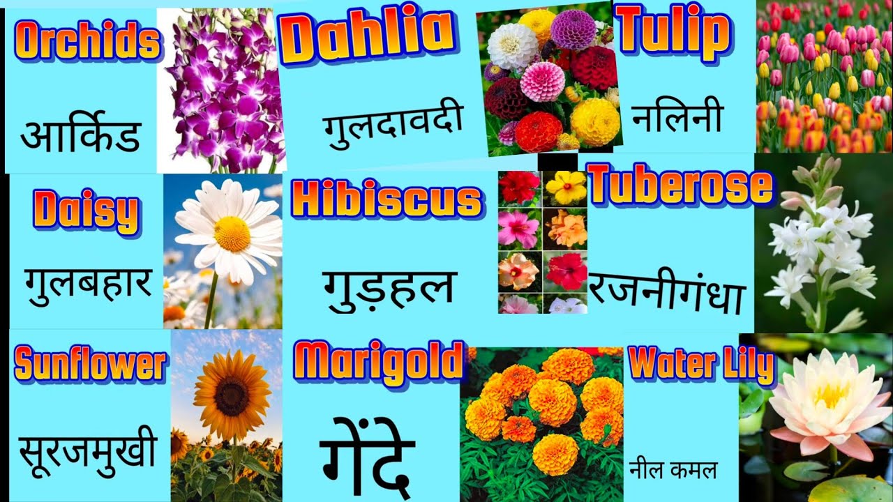 30 Flowers name in english and hindiWhat is flowers name in English