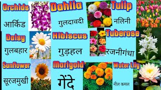 30 Flowers Name In English And Hindiwhat Is Flowers Name In English? What Is Hindi Names Of Flowers