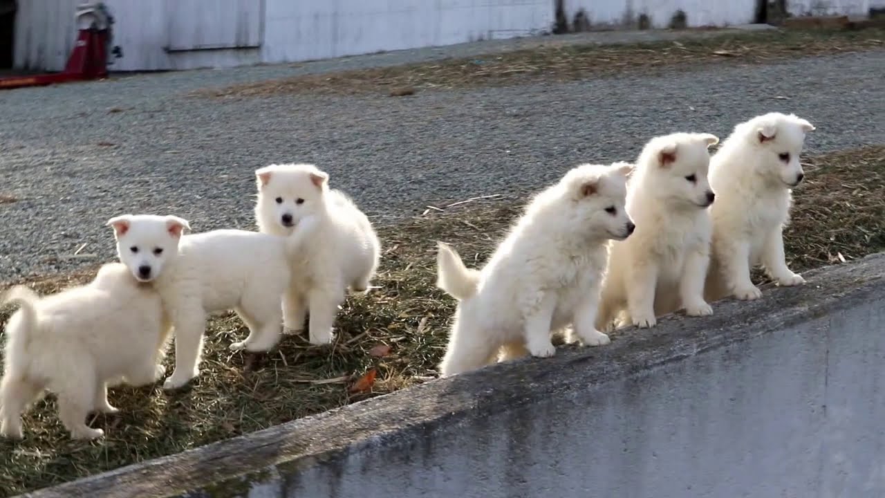 American Eskimo Puppies For Sale - YouTube