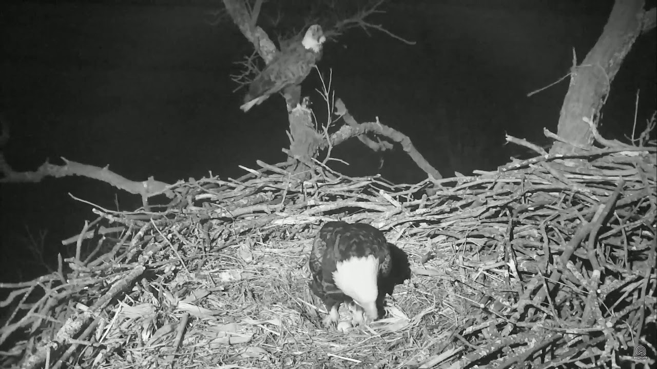 Decorah North Nest :intruder land at the babysitting branch
