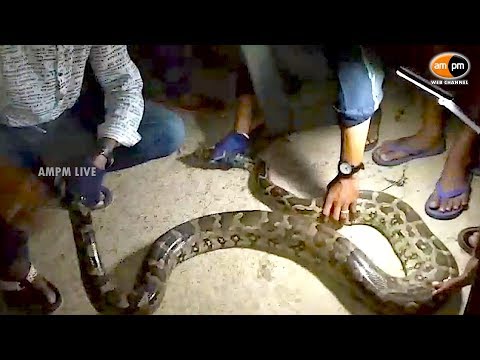 12 Feet Python Caught in Chinamushidiwada || Visakhapatnam