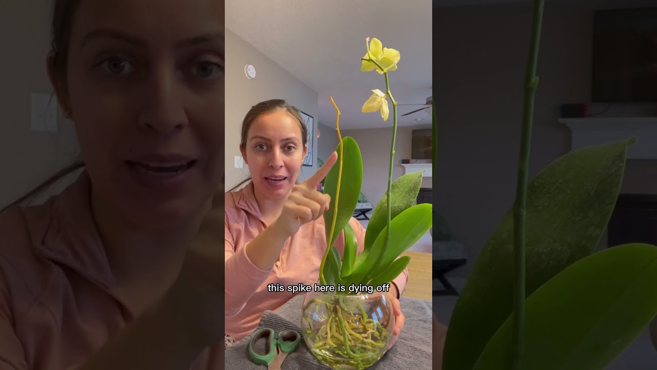 Have You Ever Grown An Orchid In Water Plantcare Orchids Plantlovers
