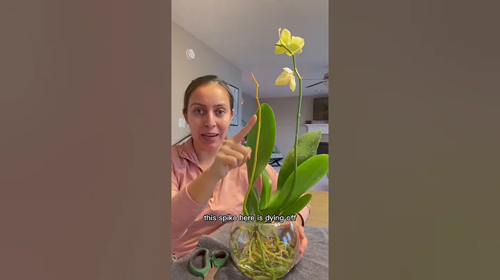 Have you ever grown an orchid in water? #plantcare #orchids #plantlovers - DayDayNews