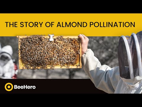 The story of almond pollination - video from BeeHero