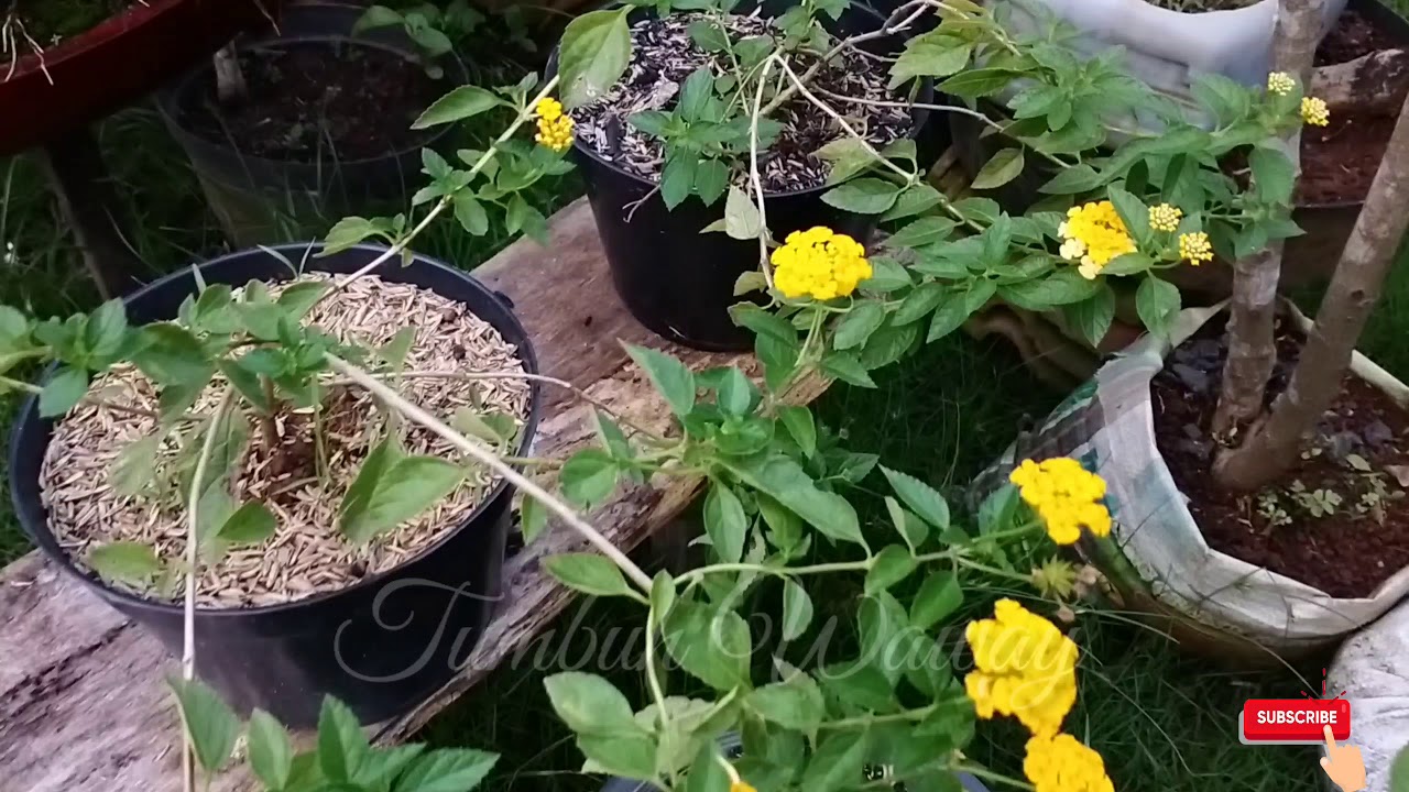 Pesona Bunga Lantana By. Tumbuh Waway 
