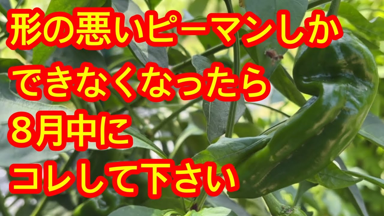 Bell Peppers] If you have an increasing number of misshapen