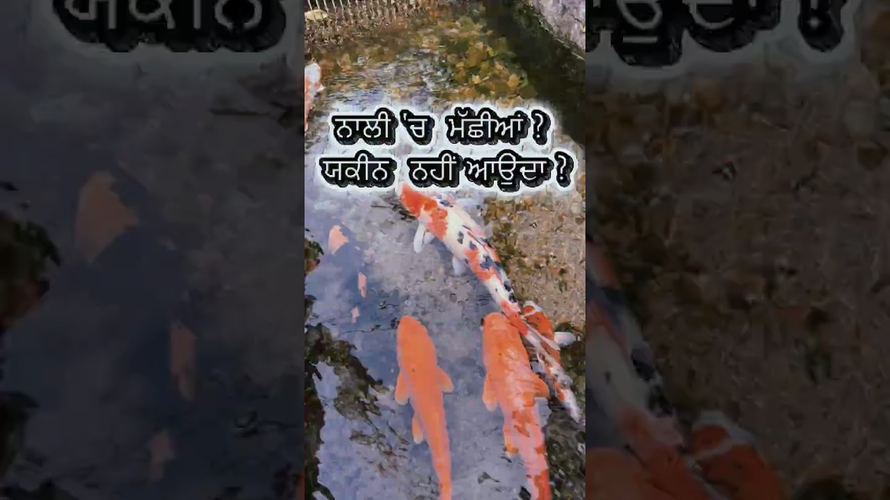 ⁣ਇੰਨੀ ਸਫ਼ਾਈ ਕਿਤੇ ਨਹੀਂ ਵੇਖੀ! ਨਾਲੀਆਂ \'ਚ ਰੰਗ-ਬਿਰੰਗੀਆਂ ਮੱਛੀਆਂ, Japanese Village Has Crystal Clear Drains