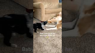 Throwback to when baby Luna took on Ollie in the ultimate tug-of-war battle! 🐶💪 #puppy #dogshorts