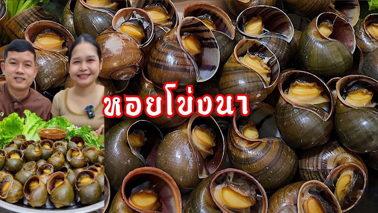 30-11-68 หอยโข่งนา เป็นหอยที่จิ้มยังไงก็ไม่ออกทั้งตัว ใครมีวิธีต้มบอกหน่อยเด้อจ้า 