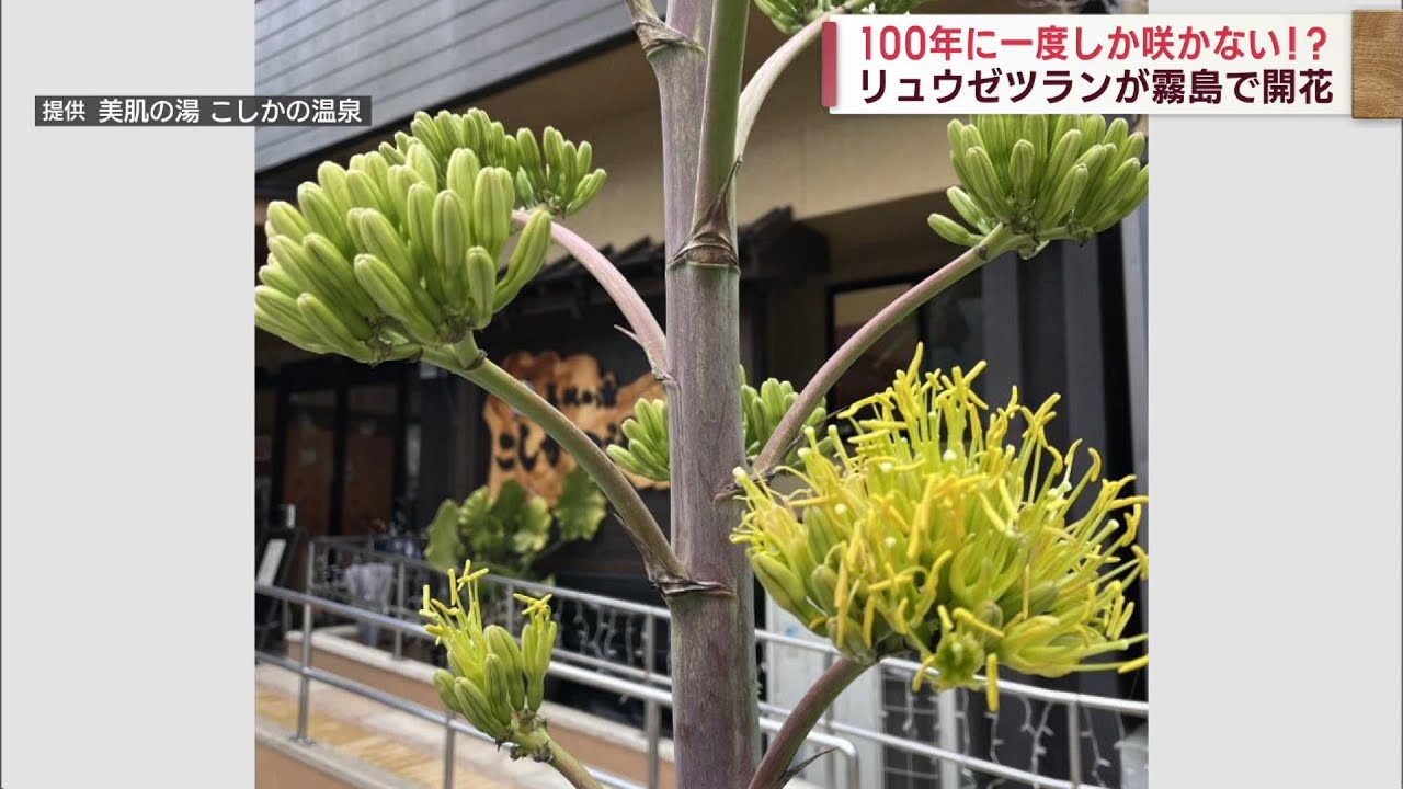 100年に1度咲く花、、、、Agave 苗木 100年に1度しか咲かない花「アガベ」が咲き始めました! | 最低