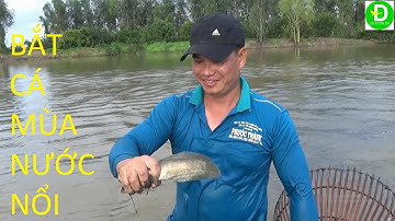 241  Cách Bắt Cá Mùa Nước Của Người Miền Tây - Cá Lóc Mùa Nước Nổi | Đất Phương Nam