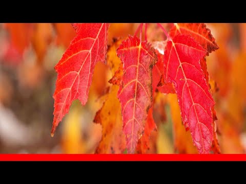 Video: Maple sycamore palsu: foto, deskripsi