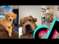 The Most Awesome Golden Retriever TikTok Compilation | Dogs Of TikTok