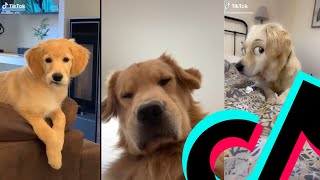 The Most Awesome Golden Retriever TikTok Compilation | Dogs Of TikTok