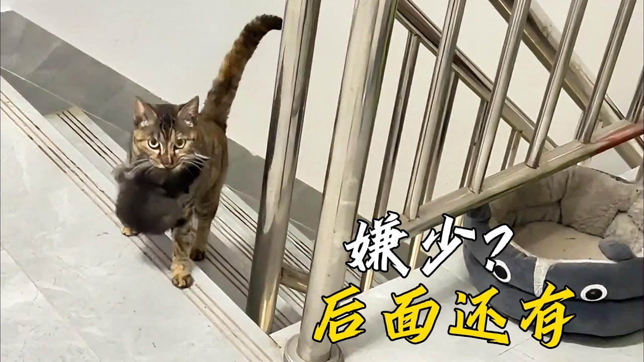 餵了一周的貓媽放下戒心，把小貓叼到小姐姐家裏，可事情似乎不那麽簡單