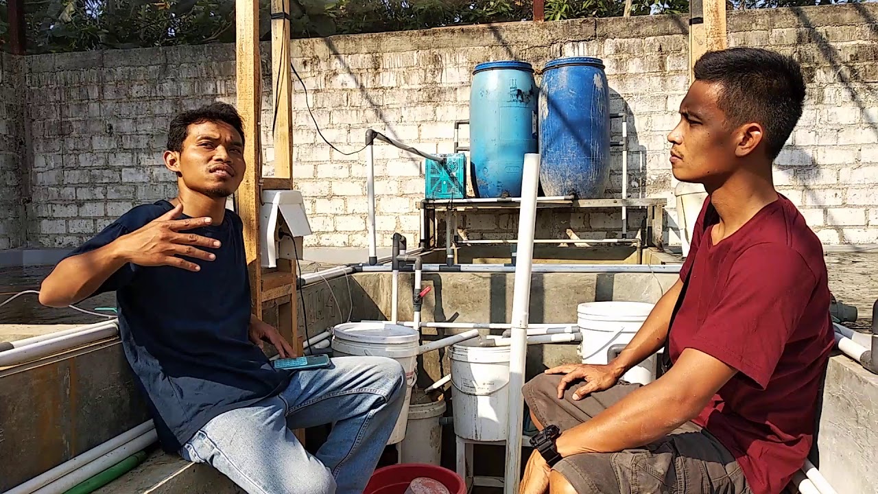 Cara budidaya ikan gabus sistem RAS.part I 