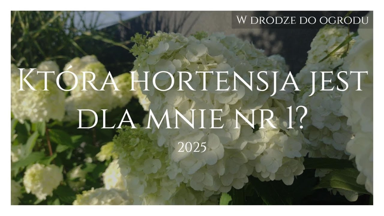 Która z hortensji jest dla mnie nr 1?