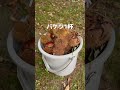 妹と甥っ子と栗拾いした🌰