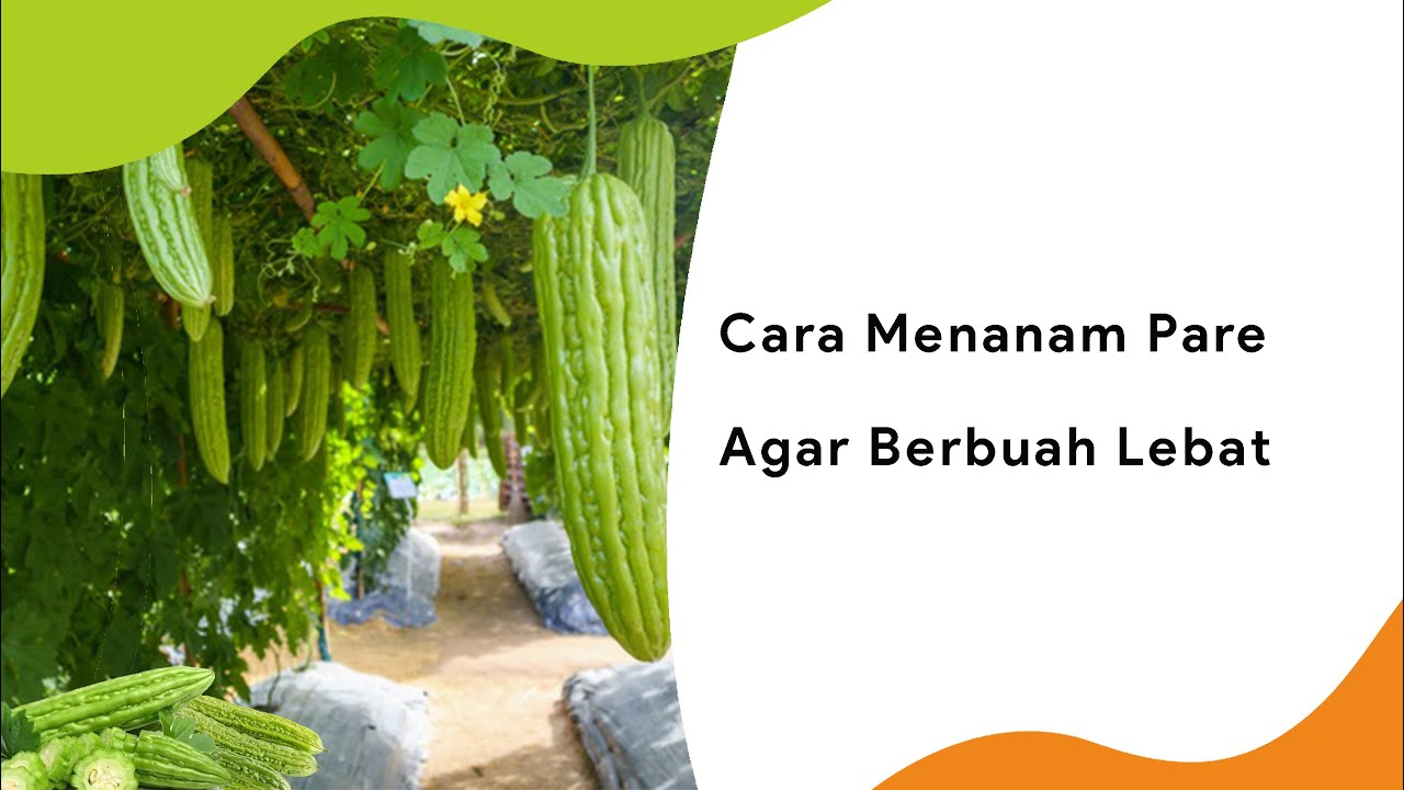 CARA MENANAM PARE AGAR CEPAT TUMBUH Toko Deeres YouTube