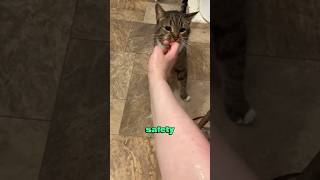 Download Lagu Cat afraid of owner drowning #cat #heartwarmingpets #animallover #animals MP3