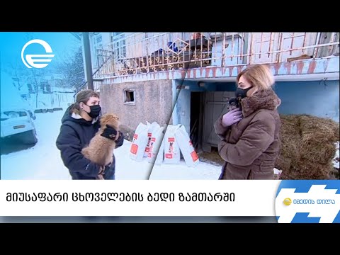 მიუსაფარი ცხოველების ბედი ზამთარში