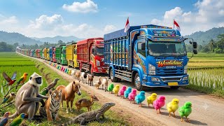 WADIDAW !!! Mobil Truk Tronton Ayam Rainbow Muat Angkut ayam & Mainan,truk oleng