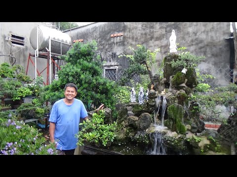 Video BONSAI MINI RẺ BAO*SHIP GL 12*10*2020 * Q12 TP HCM -... - youtube