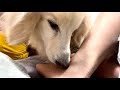 舐め舐めドッグのミルクはこたつが大好き!足舐め弟子のヌテラの越冬が不安…┃#lick #dog #kiss #lickingdogs