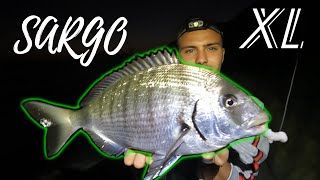 Cómo Pescar SARGOS XL a SURFCASTING 💥TEMPORAL