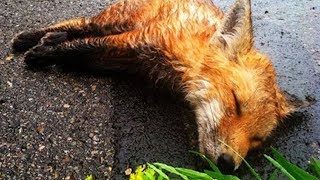 A Man Found A Dead Fox On The Side Of The Road He Was Not Prepared For What Happened 8 Hours Later