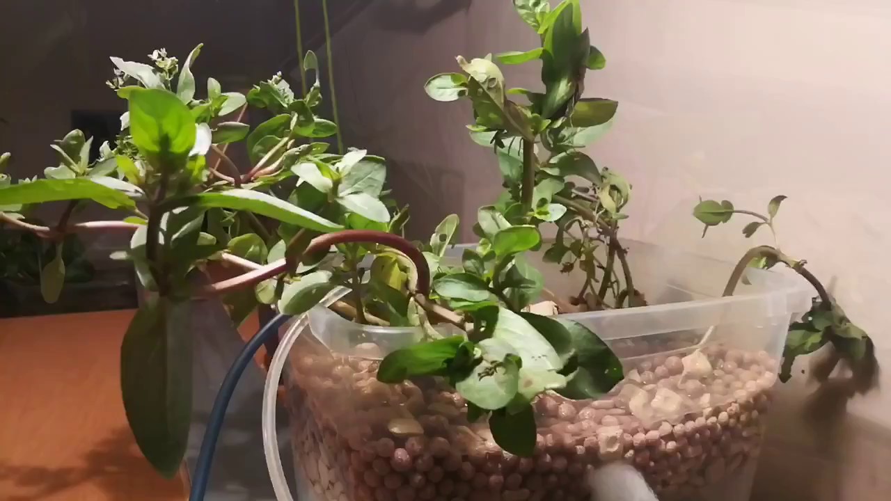 Éliminer les nitrates de l'eau de votre aquarium - YouTube