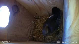 Hooded merganser leaving her nest
