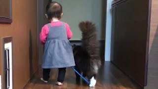 オモチャを奪い合う猫 ラガマフィンscrambled for the toy.Ragamuffin.