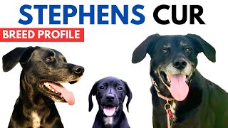Stephens Stock Dog Breed Profile History - Price