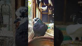 Cute fluffy pet pigeon 🕊️❤️ #shorts #animals #kabootar #kabutar #pigeonlove #pigeonday