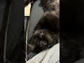 Spirit animal 😽 #cat #shorts #cute #fyp #shortvideo #cutepet #cats