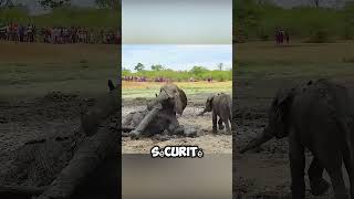 L'attaque d'un animal n'est pas forcément dangereuse ! #animaux #mignon #drôle #courts-métrages