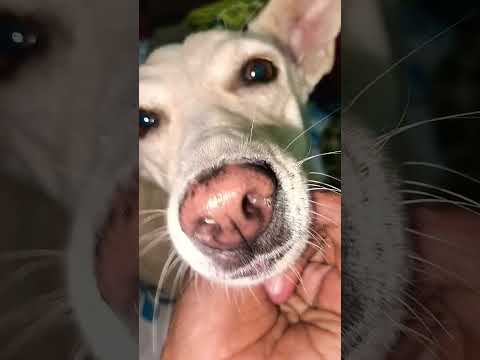 Paale Na Hote Toh Sach Mein Bahut Bura Kaat Deta 😂 | Funny Dog Video Hindi #shorts #dog #funny