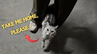 This American Shorthair, craving affection, climbed into our car, trying to find a warm home. by Paws Bliss Haven 14,392 views 1 month ago 8 minutes, 4 seconds