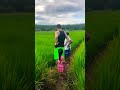 Ke Sawah bersama Ibu ku ||田んぼへ#Shorts