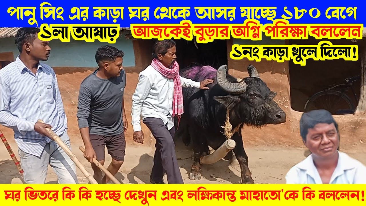 পানু সিং এর কাড়া খুলে দিলো! ঘর ভিতরে পানু সিং কি বললেন দেখুন। 
