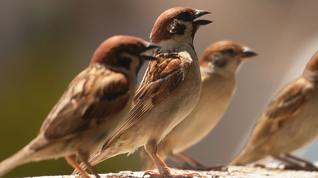 暑くて口を開けるスズメ・本日のベランダのスズメ20230610 - YouTube