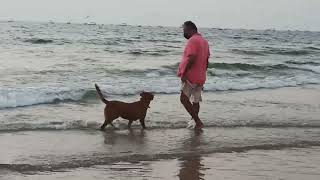 OMG! Cute Dog Swimming in Ocean by pets swag 50,979 views 1 year ago 1 minute, 10 seconds