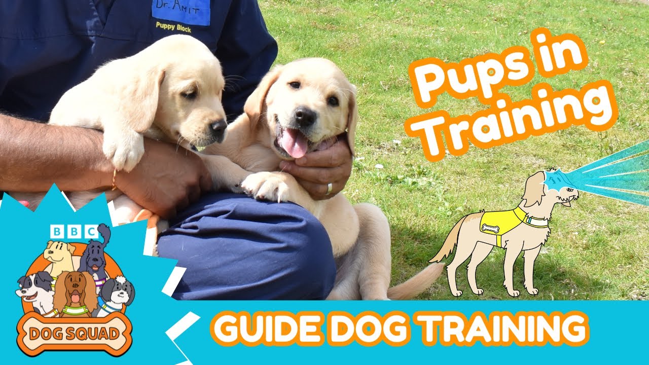 How do you train a guide dog puppy? | Special | Super Hero Assistance Dogs | Dog Squad | CBeebies