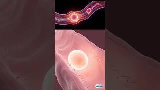 Week 2 Of Pregnancy Egg Journey To Conception 3D Animation