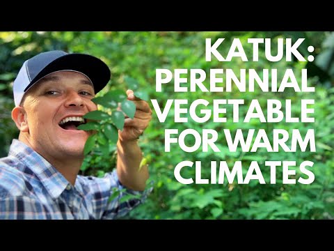 Video: Ce este Katuk: informații și îngrijire despre arbuști cu frunze dulci Katuk